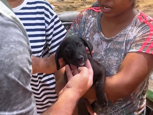 Umata Cartagena ha rescatado, atendido y puesto a salvo a más de 300 animales en Montería