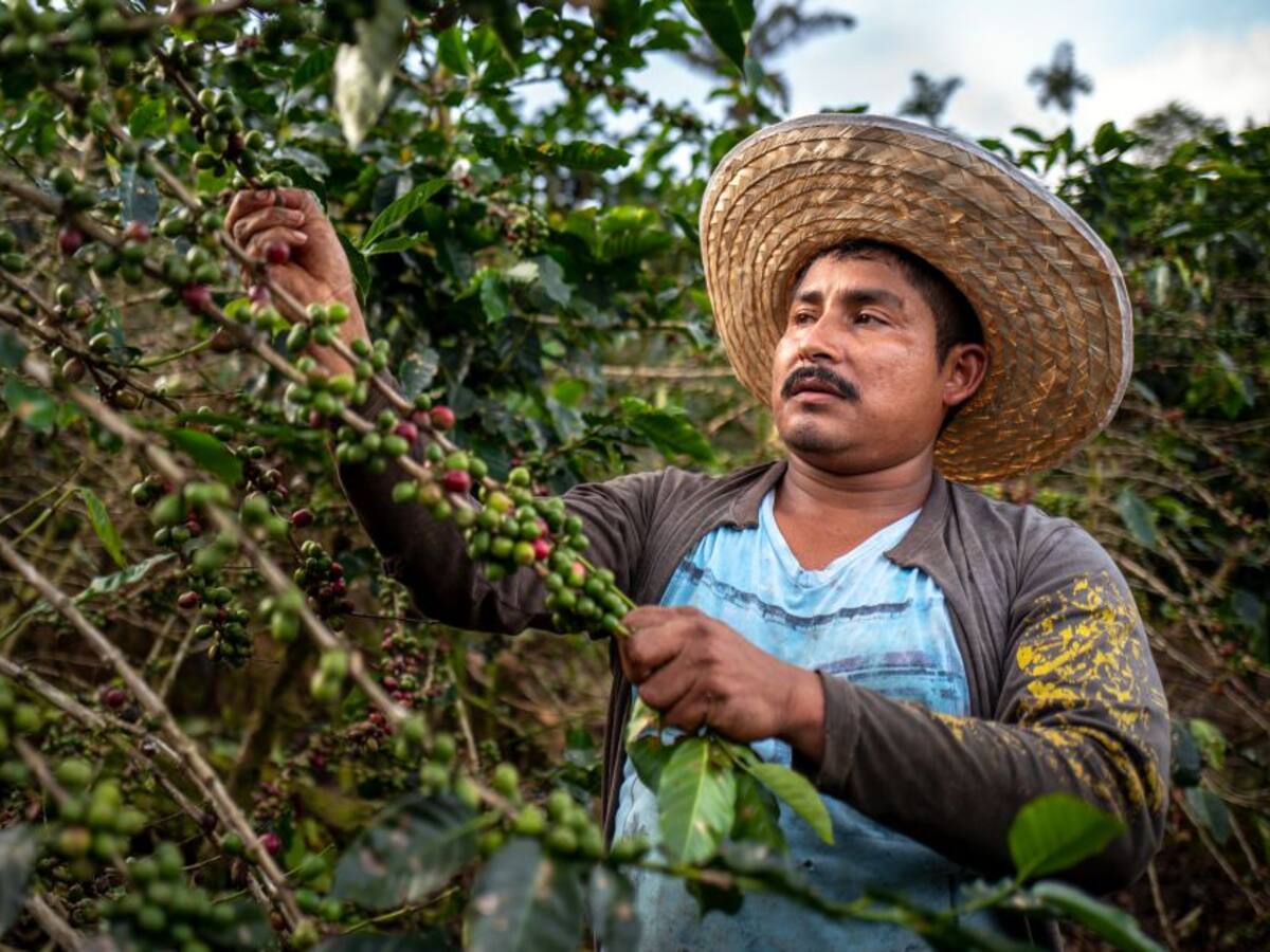 Carga de café se está pagando a la cifra récord de $ 2.093.000 en el país