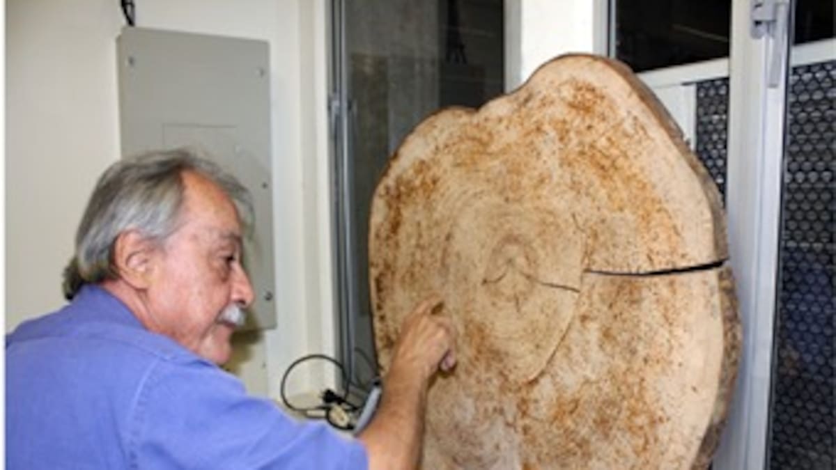 Estudio de árboles permite reconstruir evolución del clima