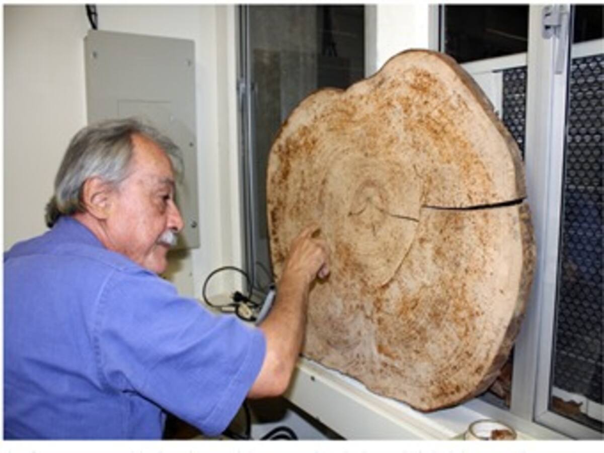 Estudio de árboles permite reconstruir evolución del clima