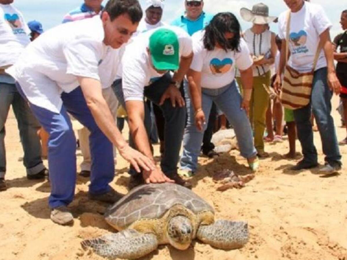 Al mar, 32 tortugas de la especie Caretta-Caretta