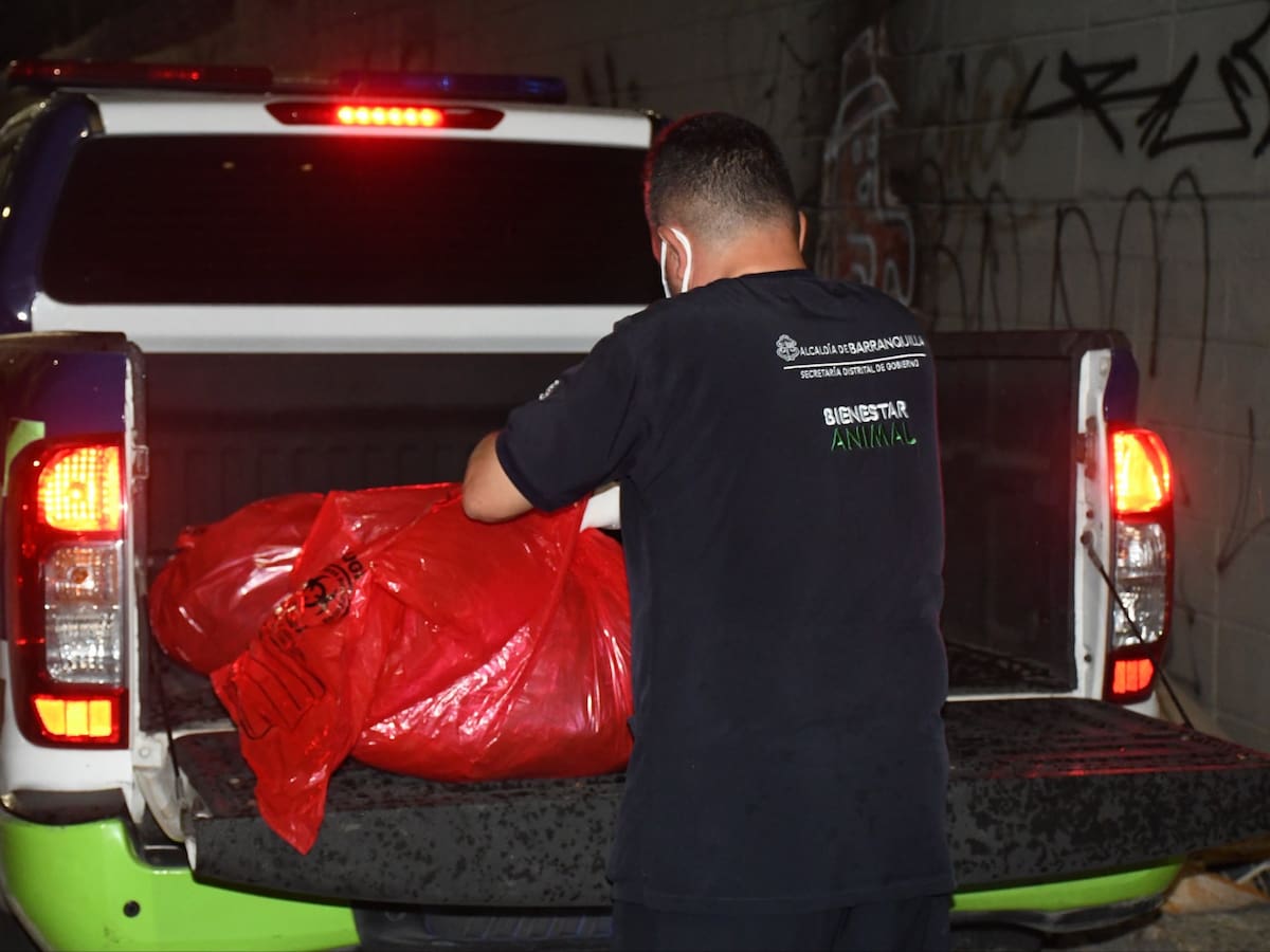 Fiscalía abre investigación por muerte de dos perros con signos de quemaduras en Barranquilla