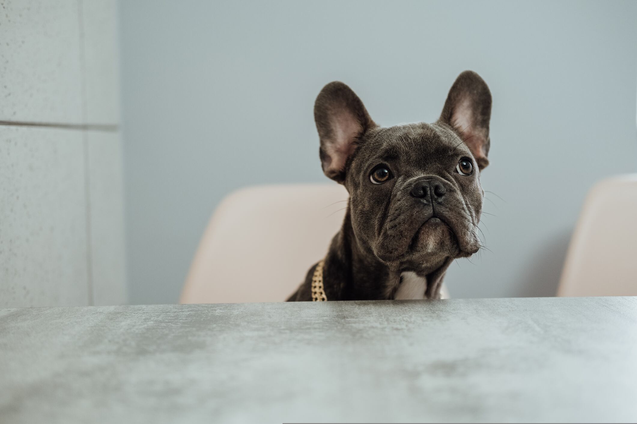 Bulldog francés sentado en una silla mirando hacía arriba (Foto vía Getty Images)