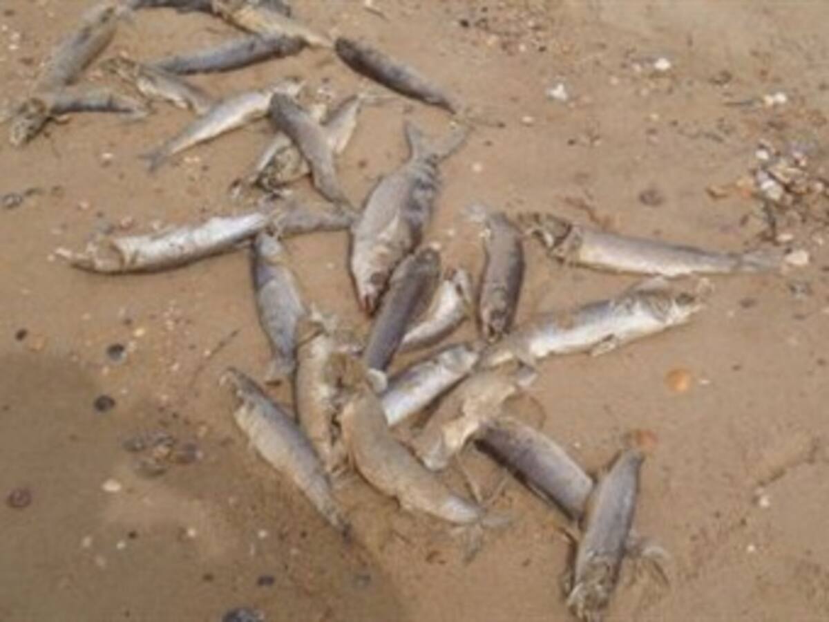 Mortandad de peces sería culpa del cambio climático