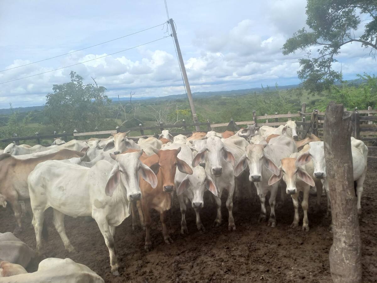 Recuperan 57 semovientes que habían sido hurtados en Los Palmitos, Sucre