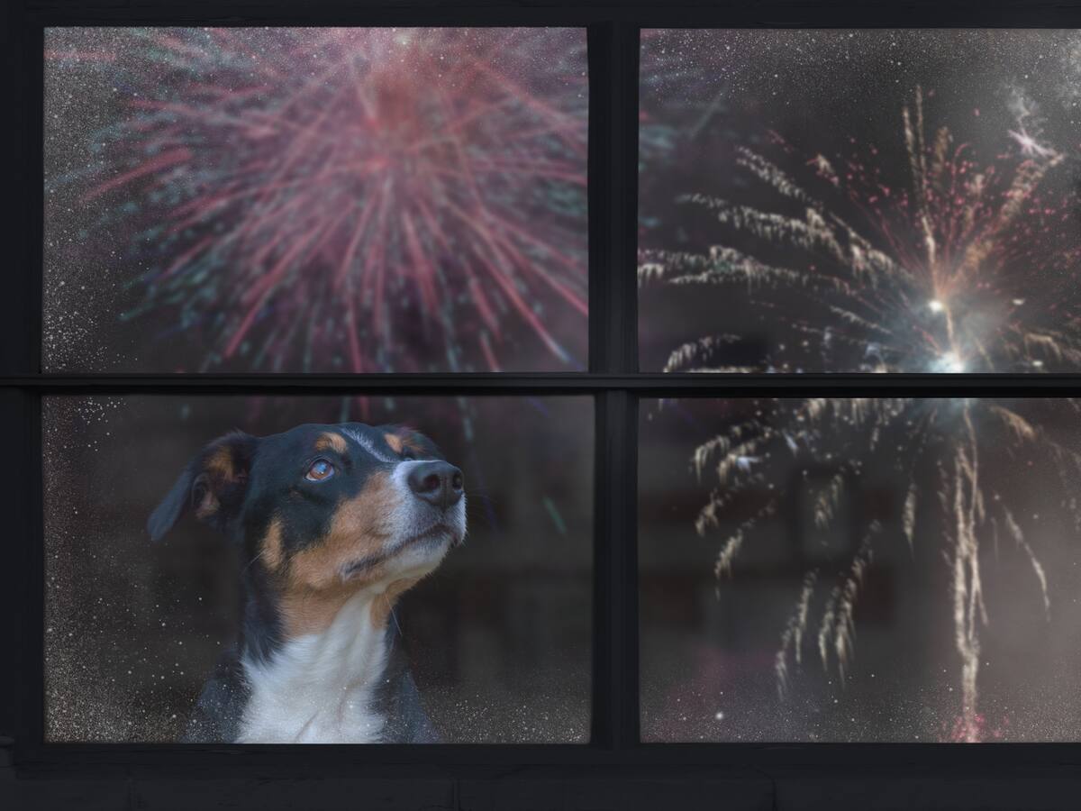 ¿Cómo proteger a las mascotas del ruido de la pólvora en Año Nuevo? Trucos y consejos de expertos