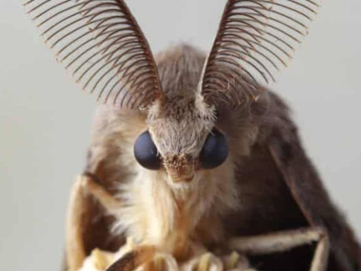 Polilla gitana, otro insecto gigante que preocupa a EE.UU.