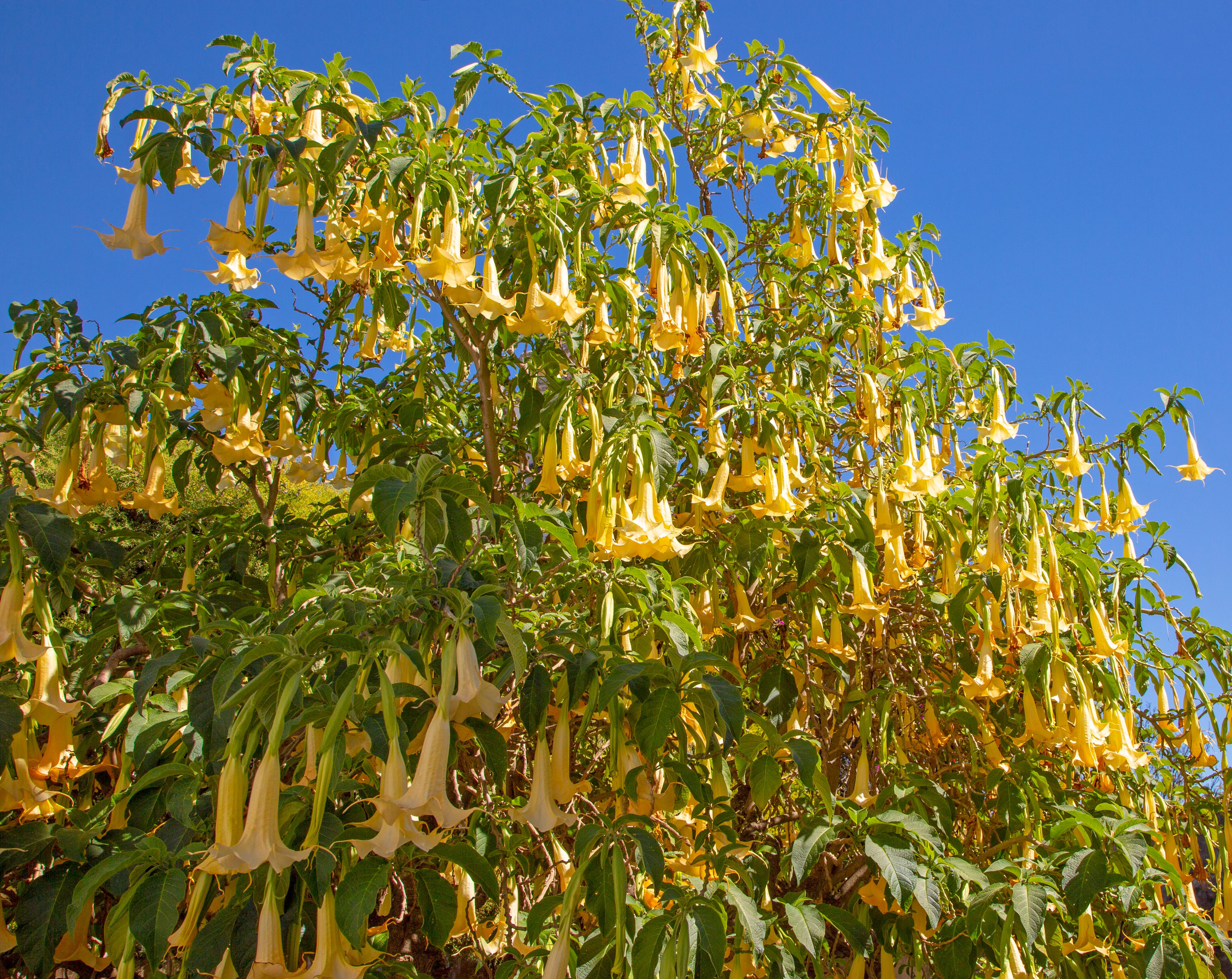 Floripondio o Trompeta de Ángel (Getty Images)
