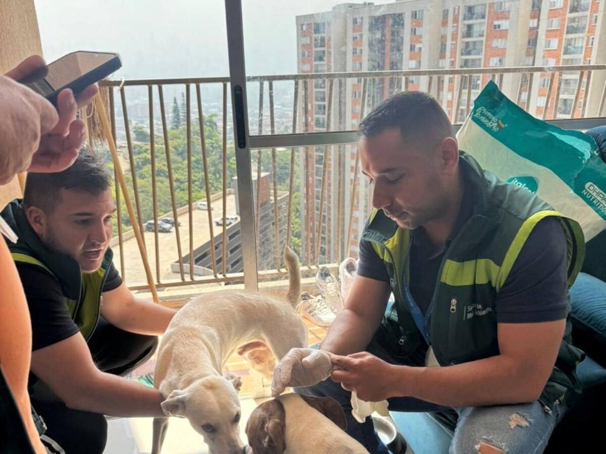 Impusieron más $10 millones de multa a un hombre por maltratar a un perro en Itagüí