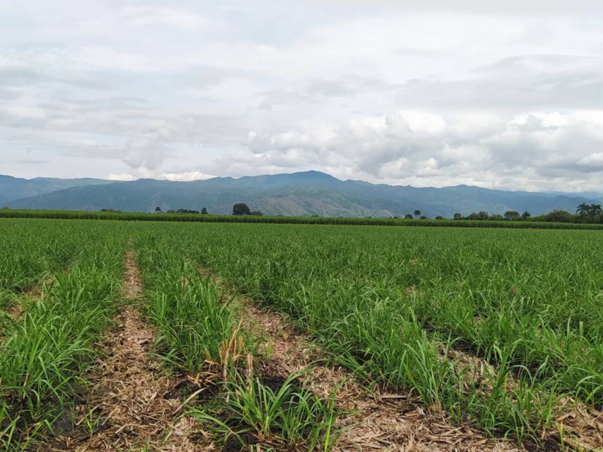Cultivos de caña más sostenibles impulsa Cenicaña