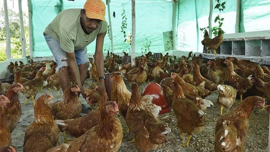 Aves de corral. Foto: Colprensa