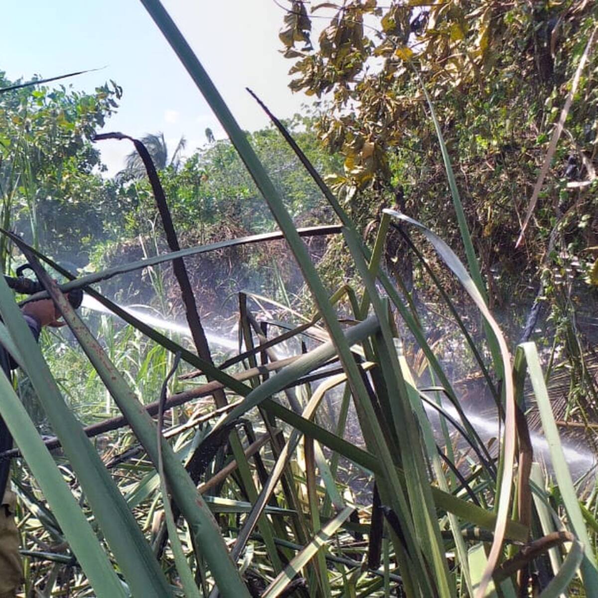 Bomberos controlan incendio de cobertura vegetal en Sabanagrande, Atlántico