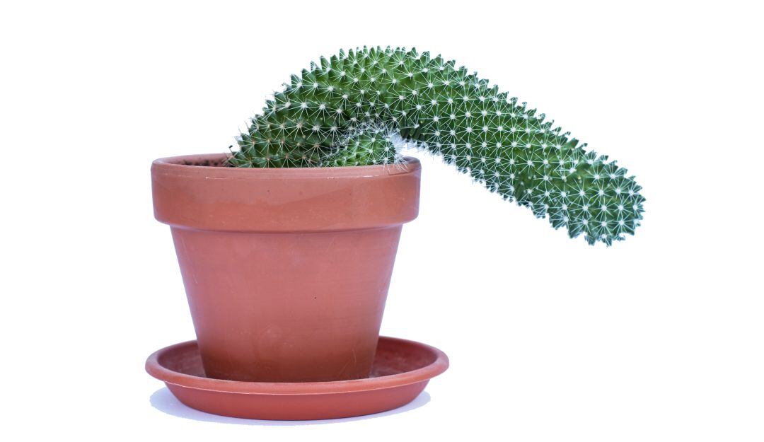 Disfunción eréctil