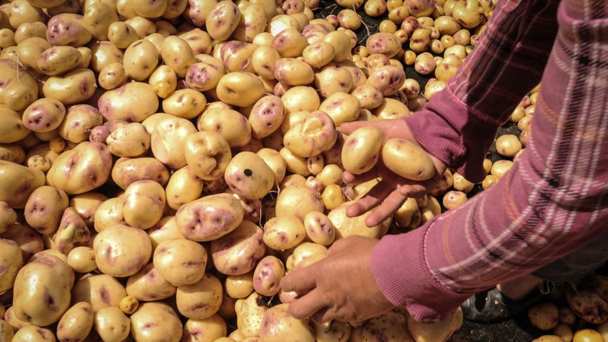 Campesinos de Boyacá advierten posible desabastecimiento de papa