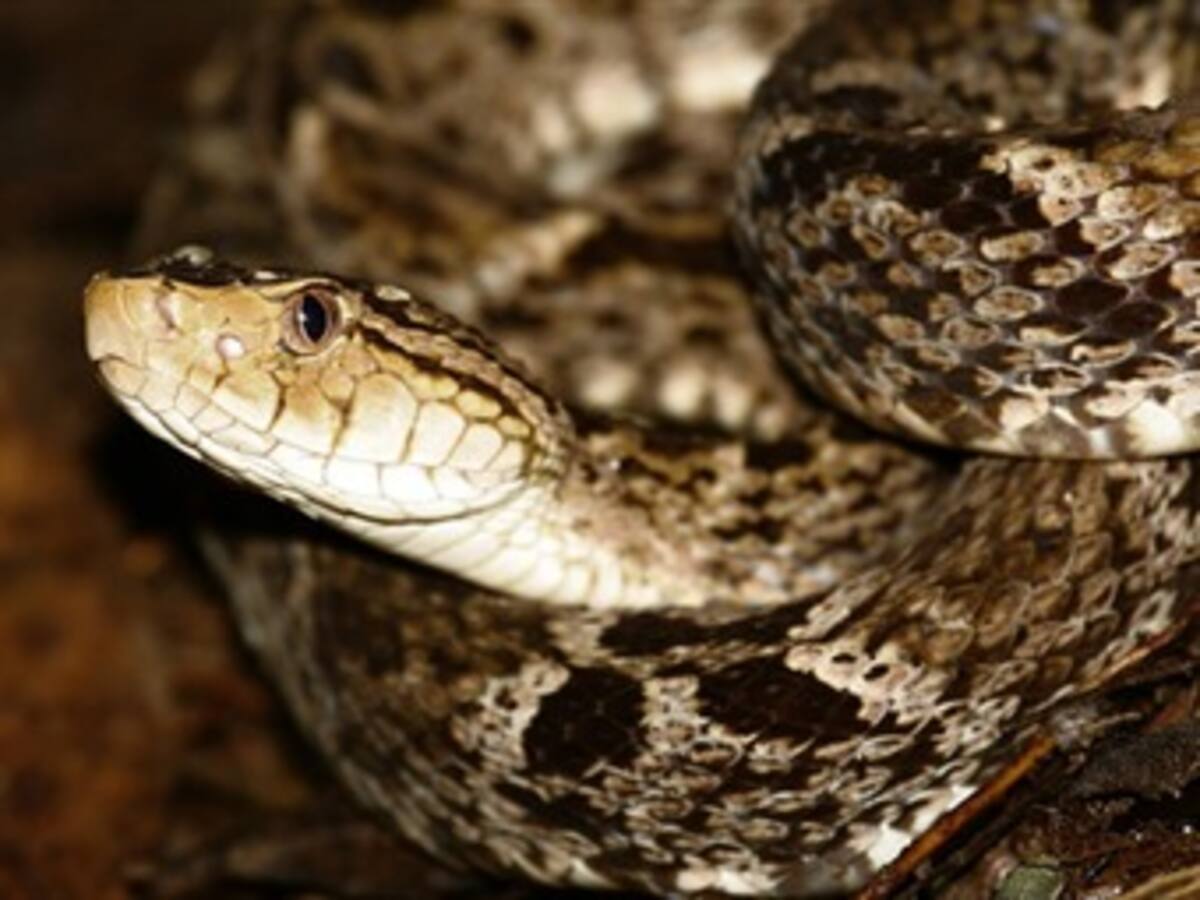 Embarazada mordida por una serpiente, podría perder su bebé