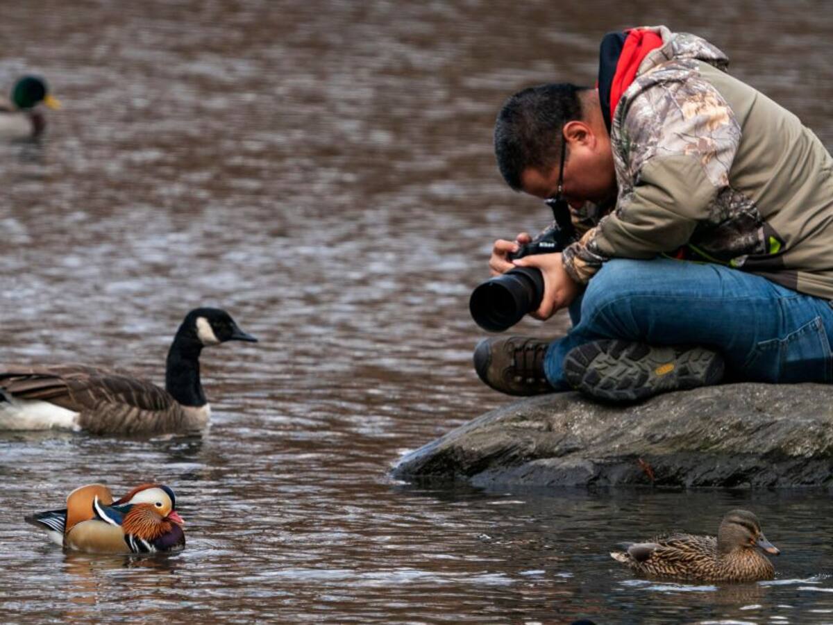 Un pato mandarín se vuelve la estrella de Central Park en Nueva York