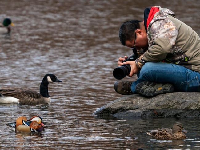 Un pato mandarín se vuelve la estrella de Central Park en Nueva York