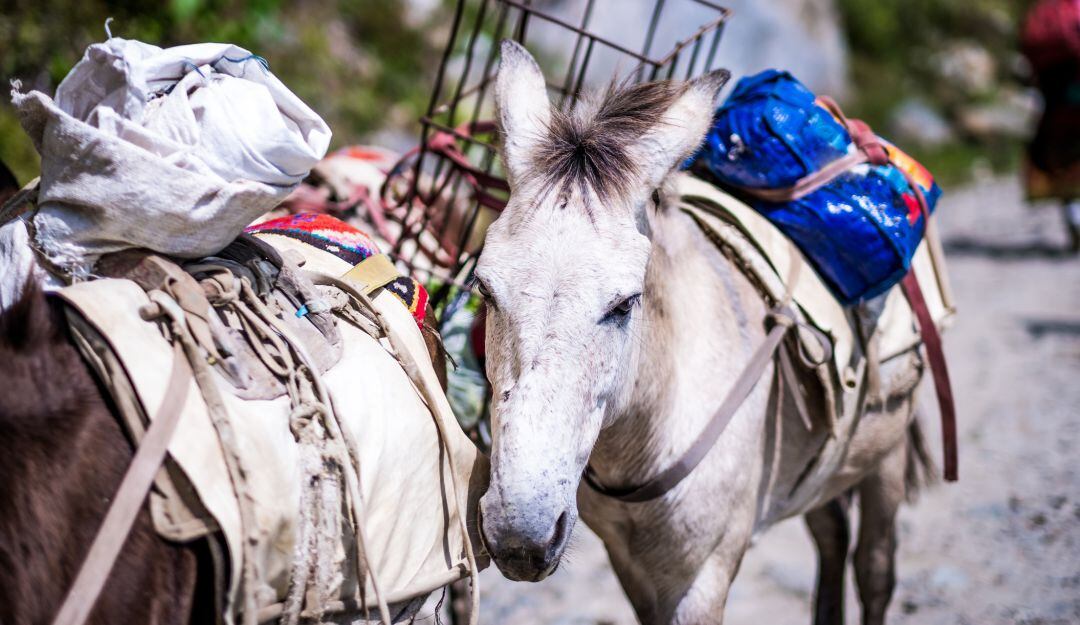 Imagen de referencia