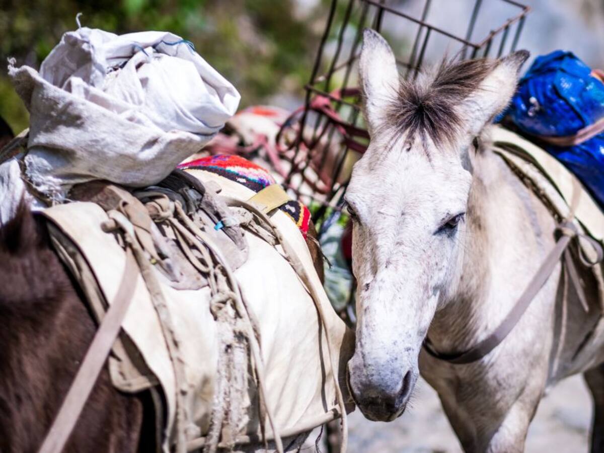 Polémica en redes por eutanasia a un caballo en Barranquilla