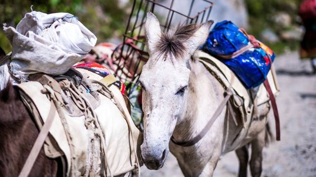 Imagen de referencia