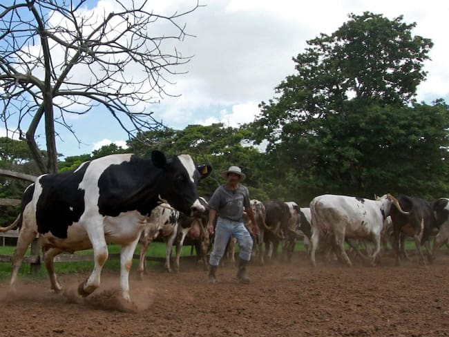 El intenso verano en Colombia tiene al borde de la quiebra a lecheros