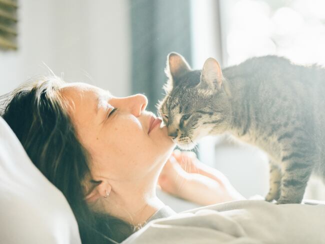 Gatos, imagen de referencia (Getty Images).
