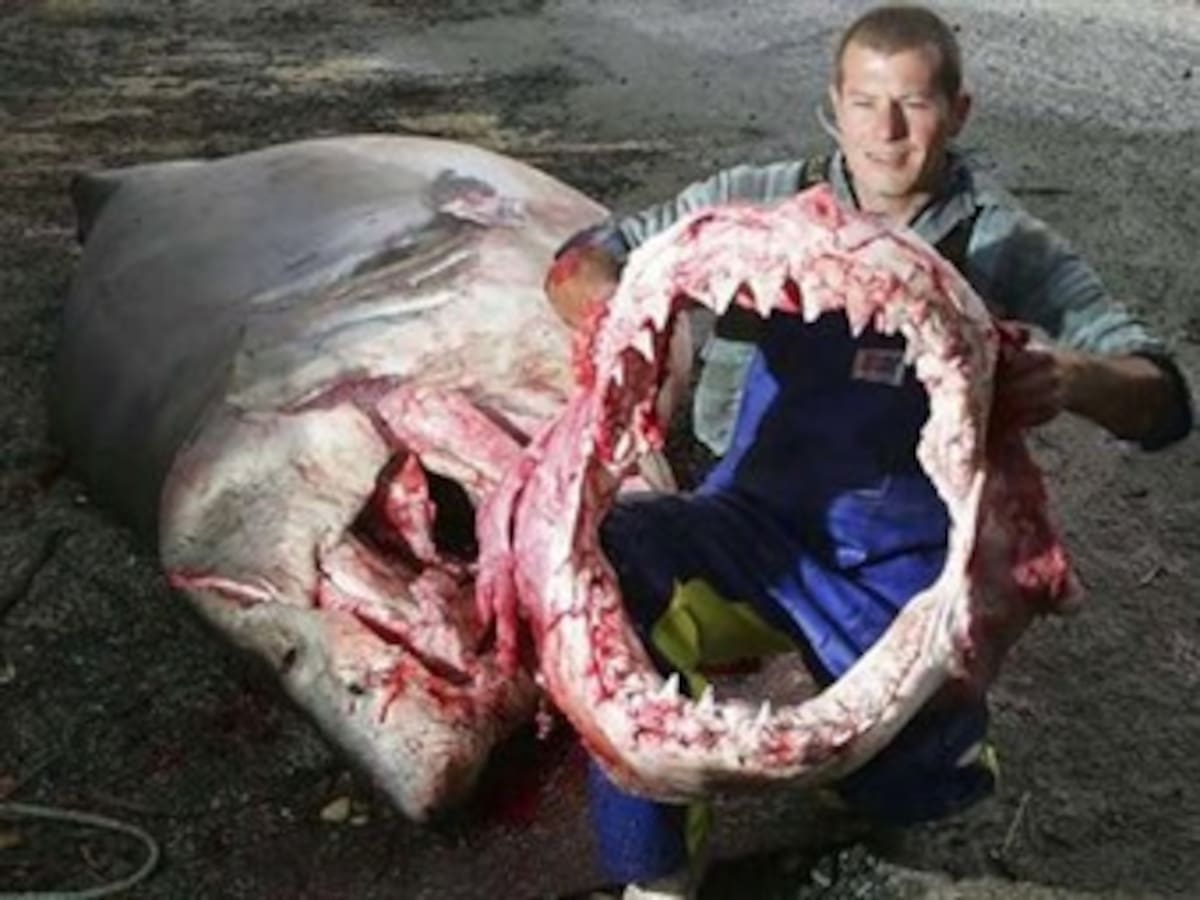 Tiburones con cocaína en México