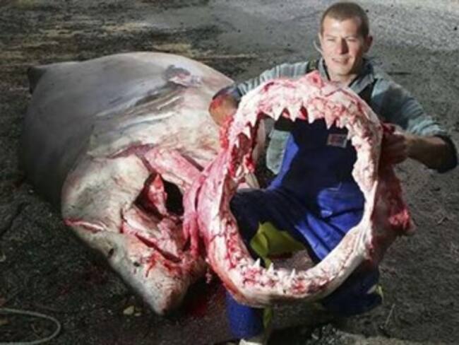 Tiburones con cocaína en México