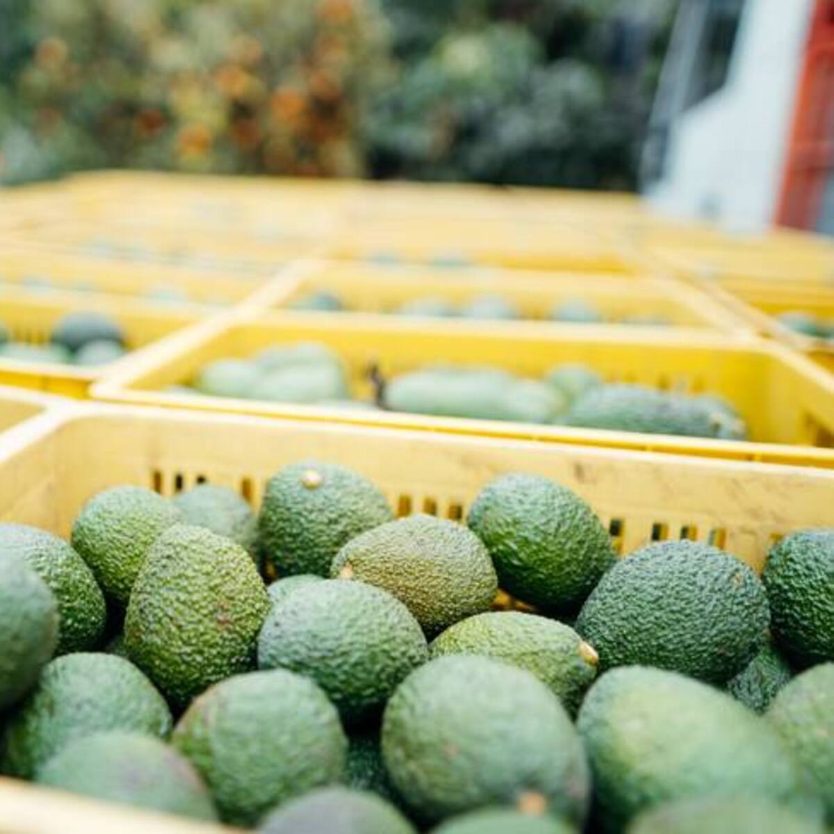 El Quindío tiene un incremento superior al 30% de toneladas exportadas de aguacate hass