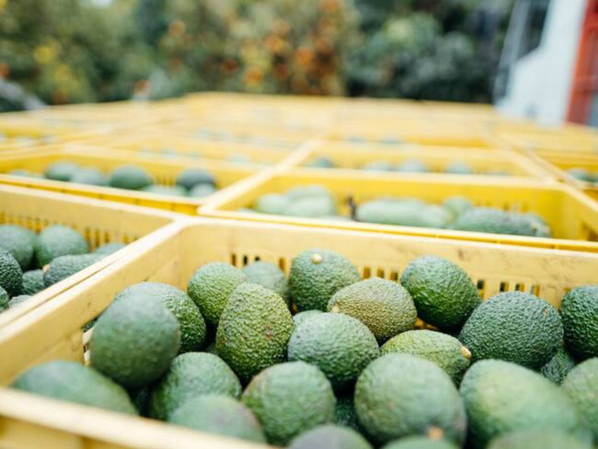 El Quindío tiene un incremento superior al 30% de toneladas exportadas de aguacate hass