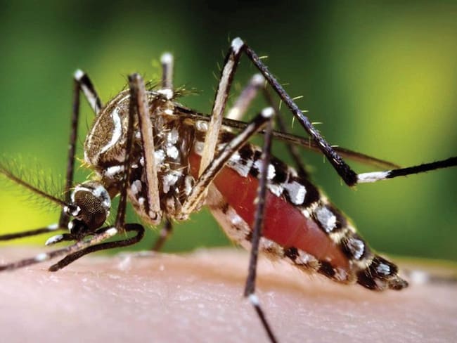 Disminuyen las cifras de casos de dengue en el Valle
