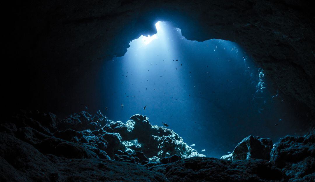 Científicos plantean que estaríamos camino a la próxima extinción masiva