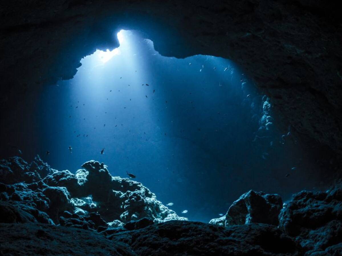 Científicos plantean que estaríamos camino a la próxima extinción masiva