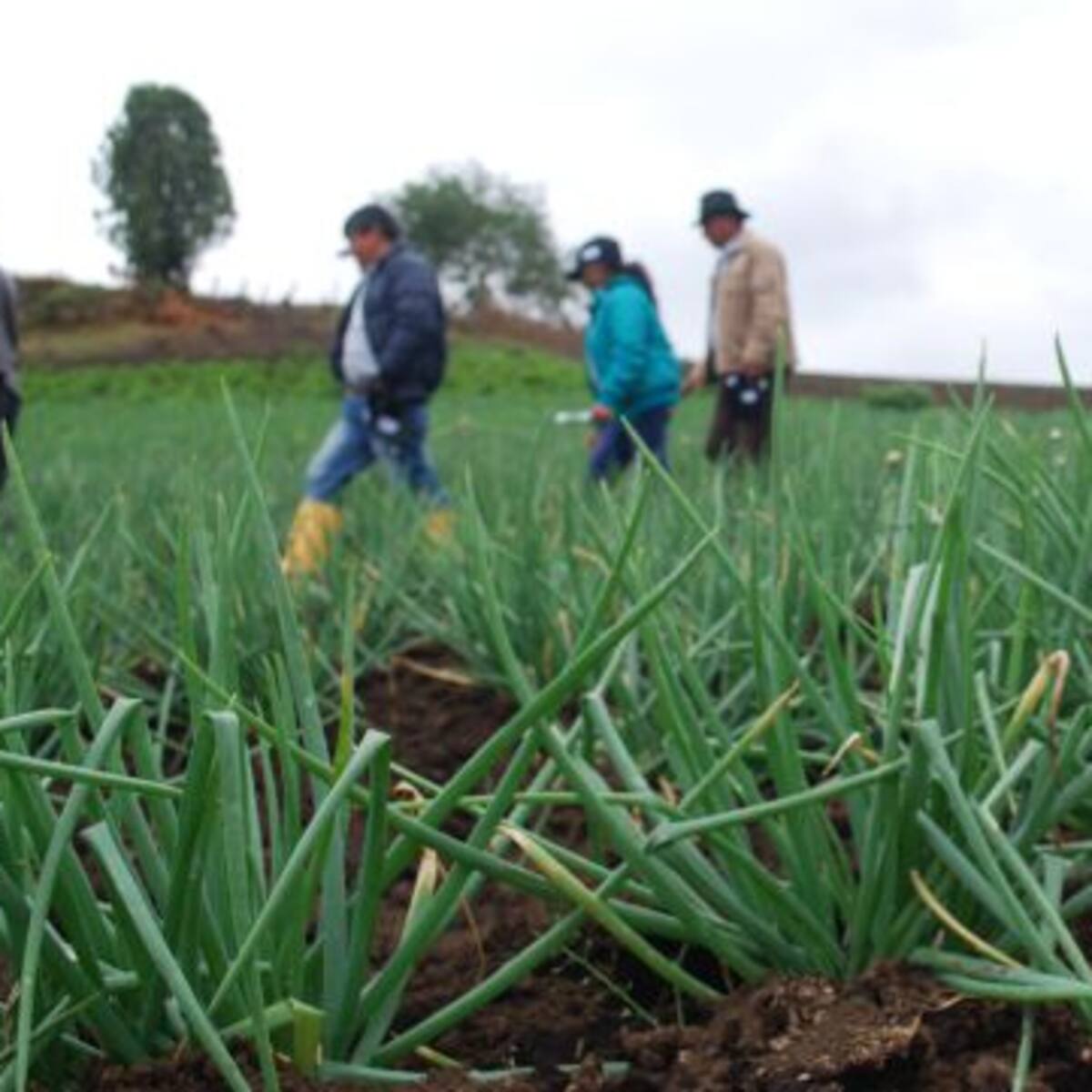 Iglesia católica pide reconocer el potencial agrícola que hay en el Catatumbo