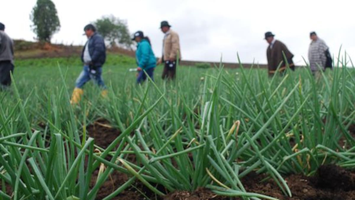 El Gobierno lanza plan para ordenar y duplicar la producción de cebolla