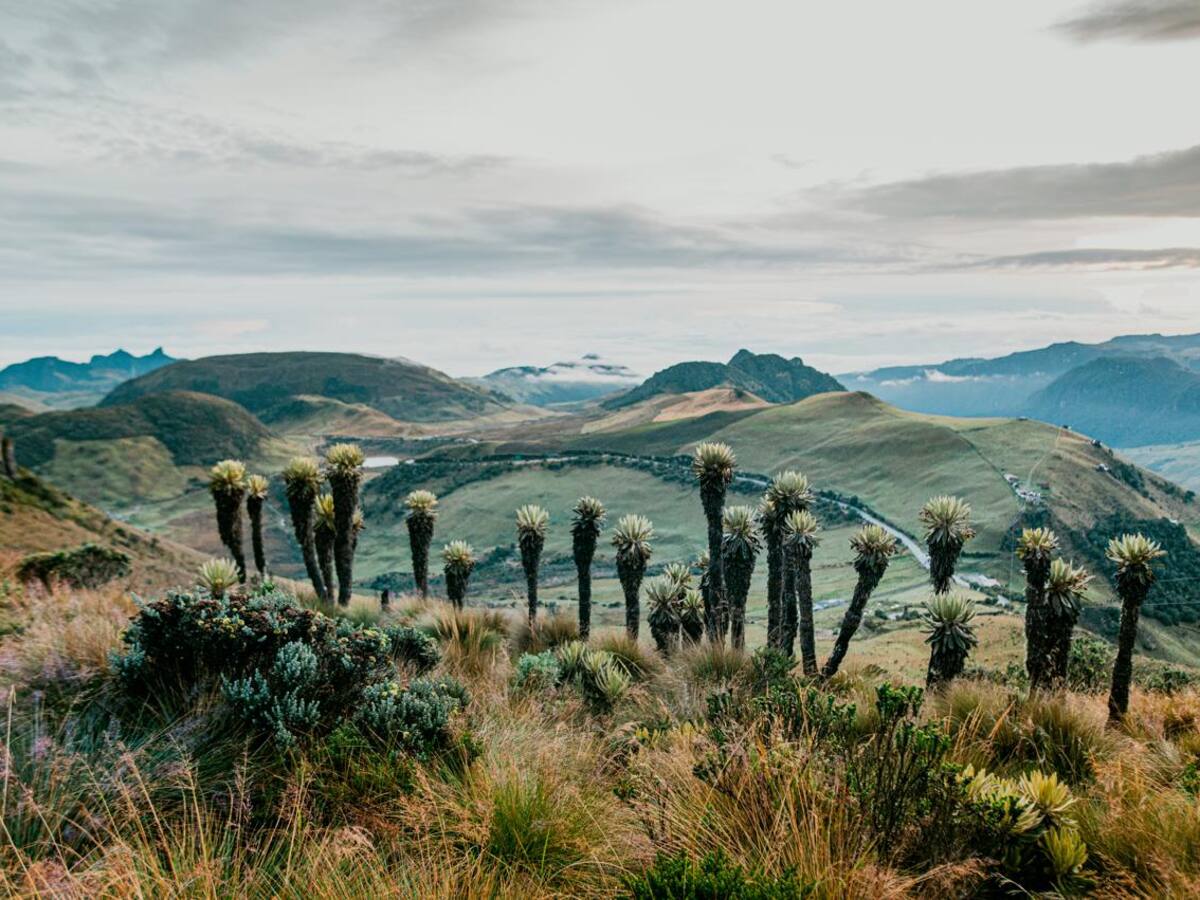 No hay respuesta de la ANT ante posibles compras de tierras en el Parque Los Nevados