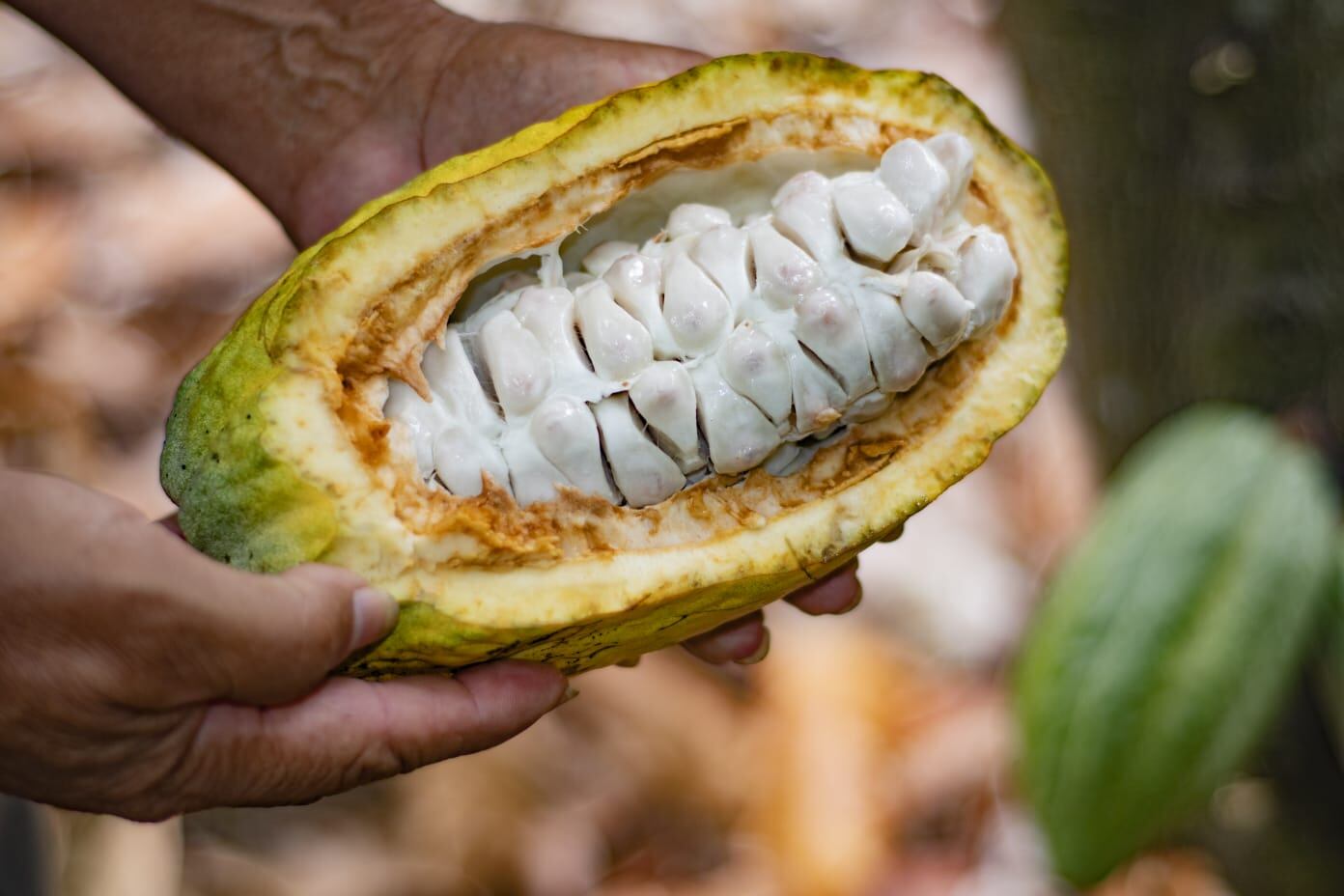 Los mejores cacaos son producidos en Santander.