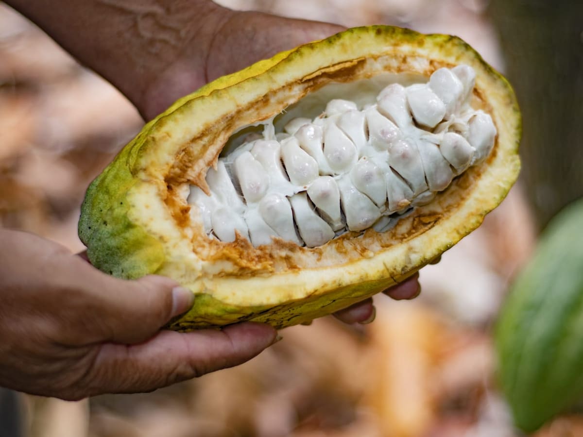 El cacao: la estrella de las exportaciones en Santander