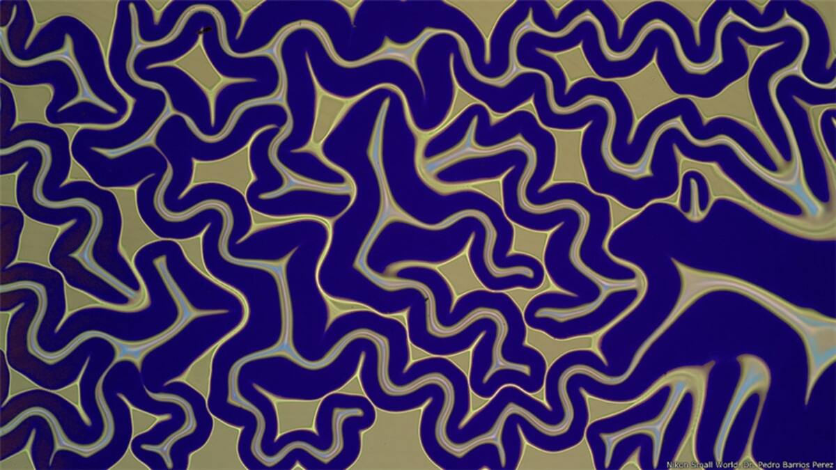 11º - Vitoria Tobias Santos, de la Universidad Federal de Río de Janeiro. Imagen del ojo de un camarón fantasma (Macrobrachium).
