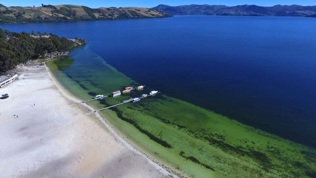 Con dos viveros buscarán mejorar la calidad del ecosistema del Lago de Tota