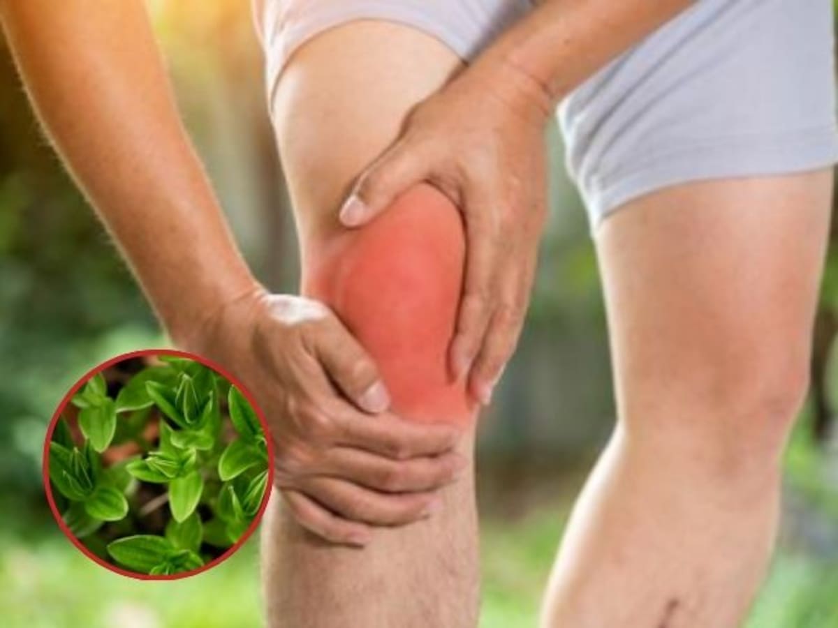 ¿Dolores de rodilla y articulaciones?: esta hierba le puede ayudar