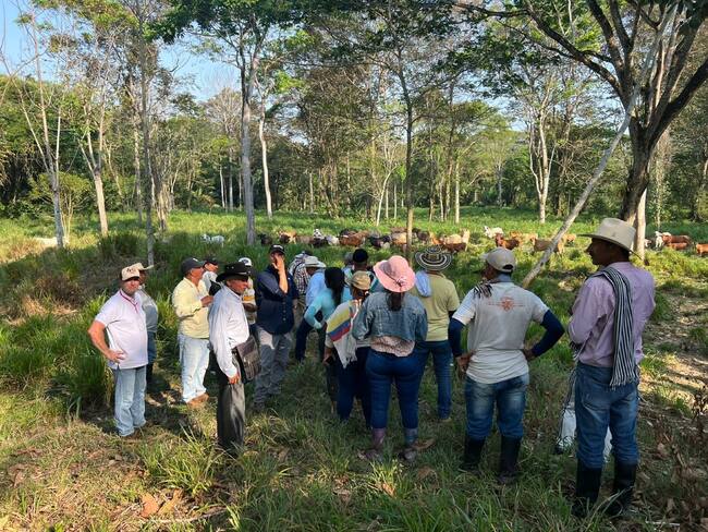 Ganaderos de Remedios y Yondó le apuestan a la ganadería regenerativa en Antioquia