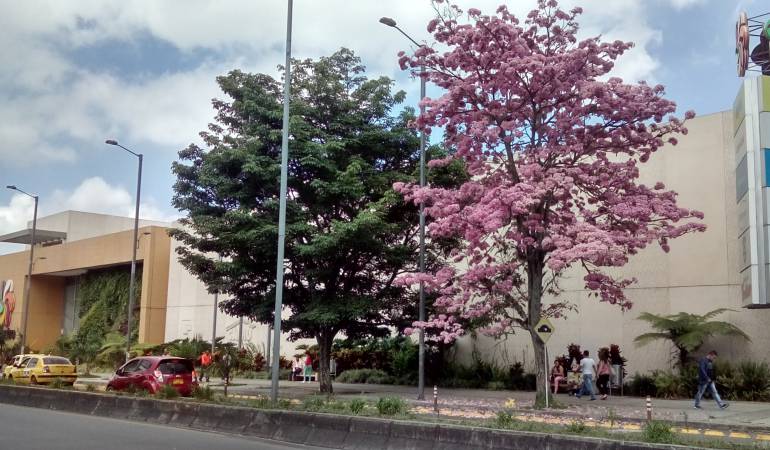 Síganos en twitter @caracolarmenia1 y en Facebook Caracol Radio Armenia 1150AM