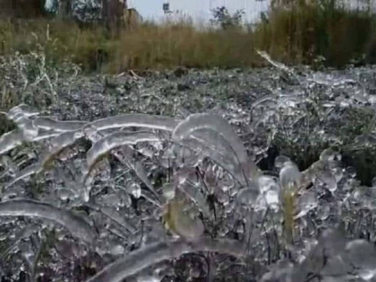 Bajas temperaturas generan perdidas de cultivos en Norte de Santander