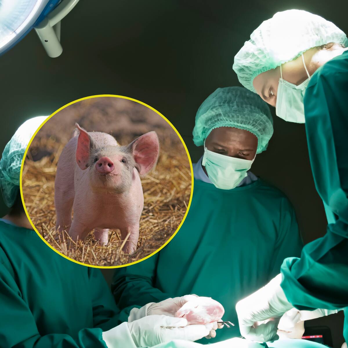 ¿Por qué se puede trasplantar el riñón de un cerdo en humanos? Cirujano explica razones