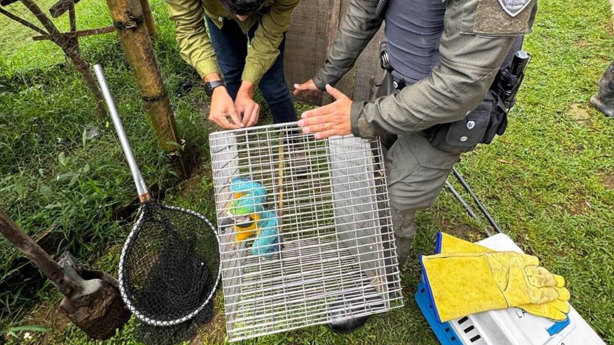 Policía y Corpocaldas recuperaron fauna silvestre en la vereda cuchilla de los santa en Manizales