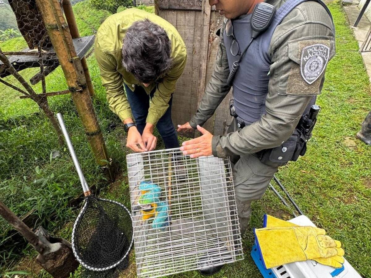 Policía y Corpocaldas recuperaron fauna silvestre en la vereda cuchilla de los santa en Manizales