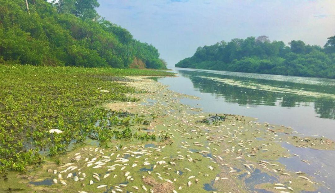 Ciénaga Grande de Santa Marta. 