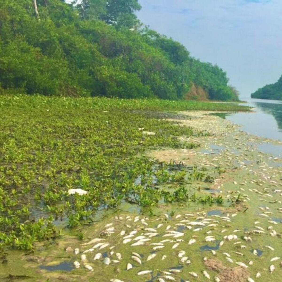 En Puebloviejo solicitan detener la alta pesca indiscriminada de lisa