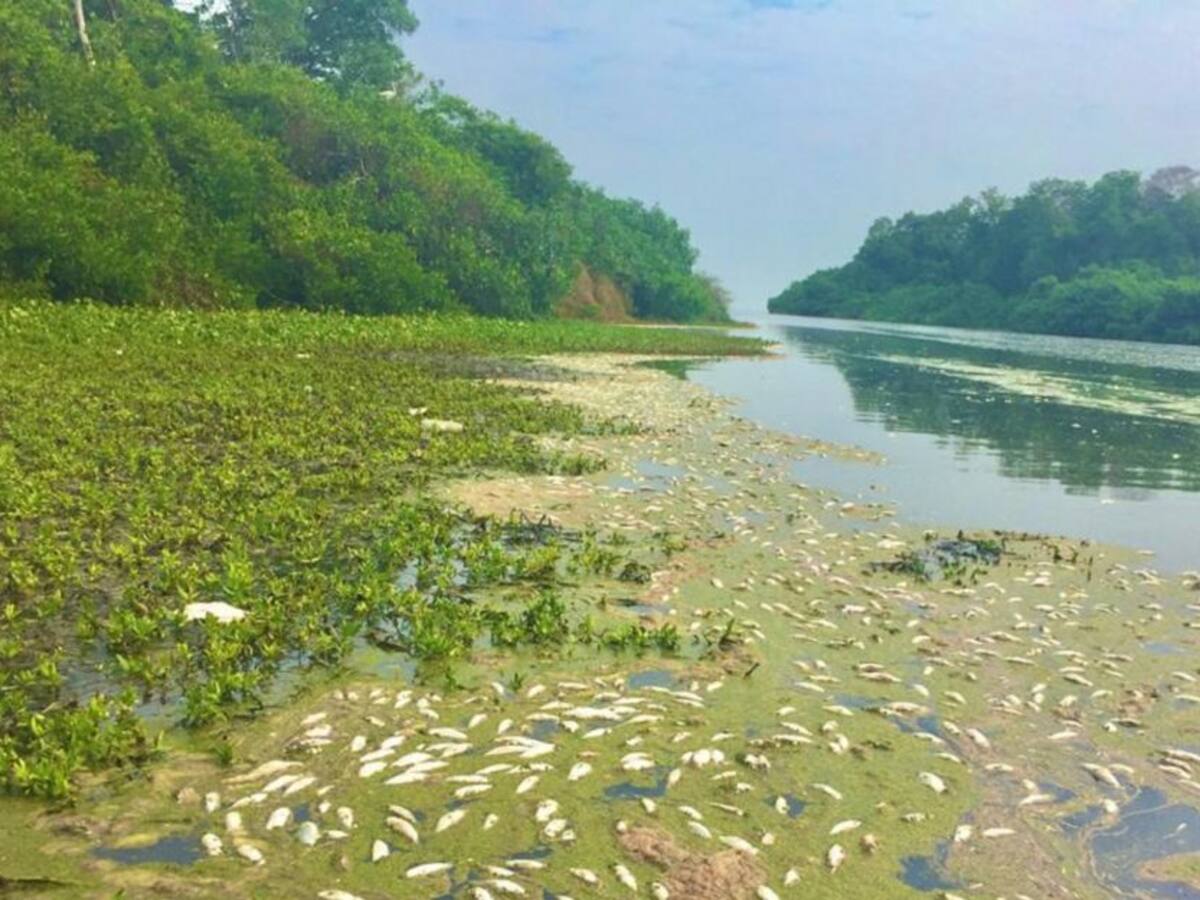 En Puebloviejo solicitan detener la alta pesca indiscriminada de lisa